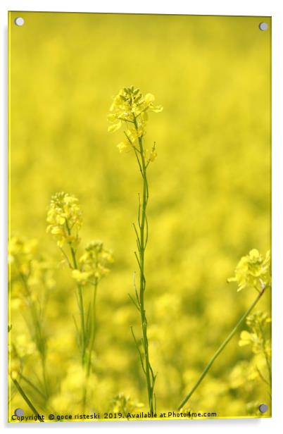 field with yellow flowers summer background Acrylic by goce risteski
