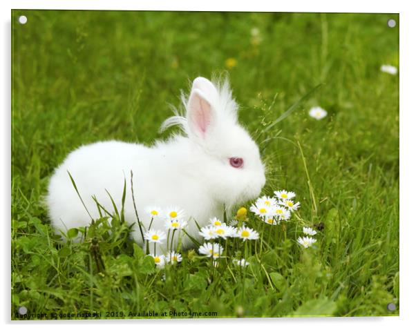 white bunny Acrylic by goce risteski