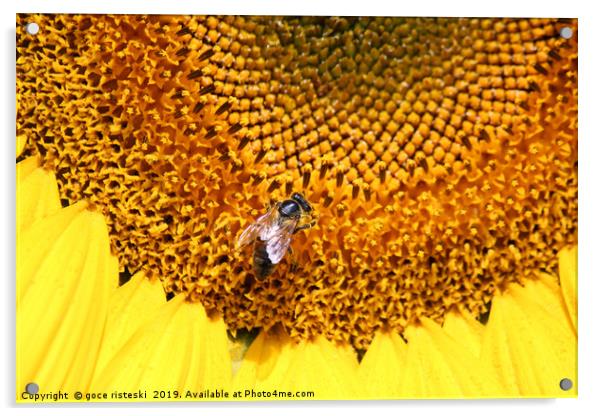 bee close up Acrylic by goce risteski