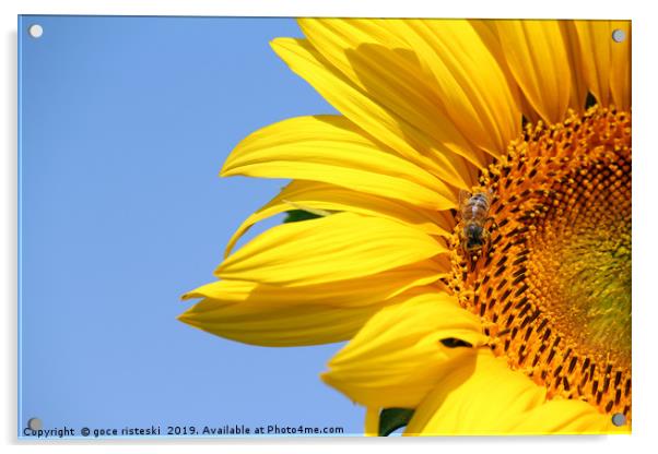 bee on sunflower summer season Acrylic by goce risteski