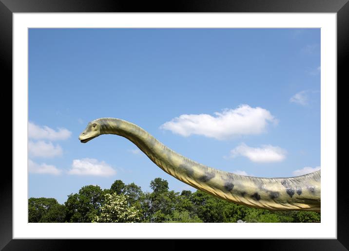 long neck brontosaurus dinosaur Framed Mounted Print by goce risteski