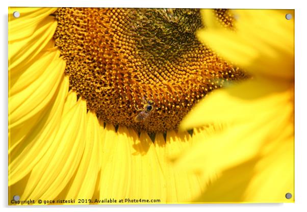 sunflower and bee summer scene Acrylic by goce risteski