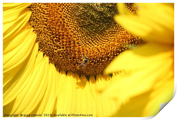 sunflower and bee summer scene Print by goce risteski