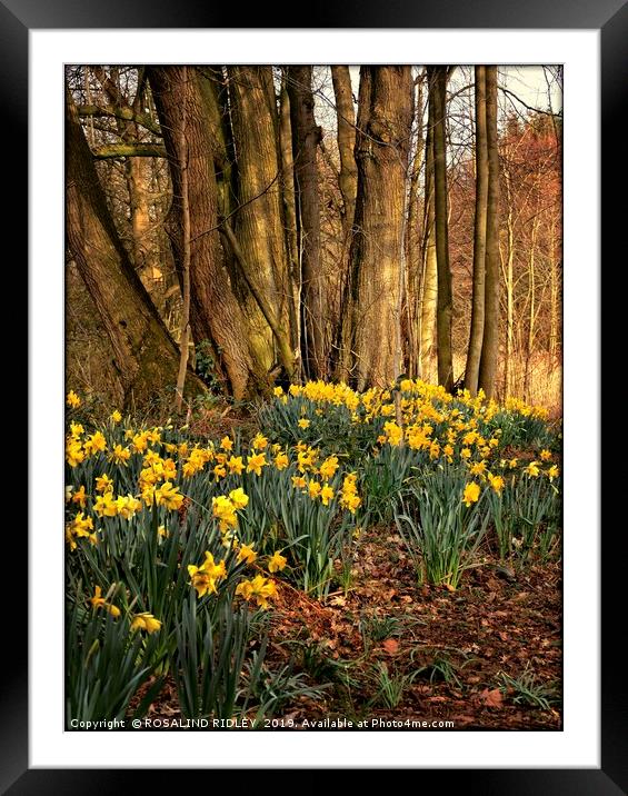 "Daffodils in the wood" Framed Mounted Print by ROS RIDLEY