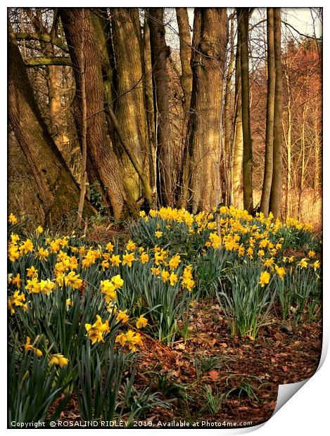 "Daffodils in the wood" Print by ROS RIDLEY