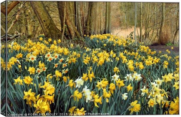"Daffodils in the wood 2" Canvas Print by ROS RIDLEY