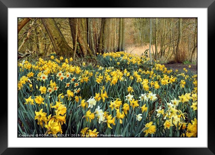 "Daffodils in the wood 2" Framed Mounted Print by ROS RIDLEY