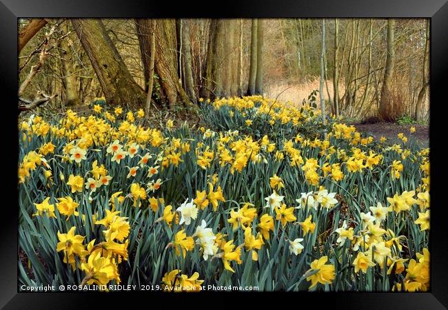 "Daffodils in the wood 2" Framed Print by ROS RIDLEY