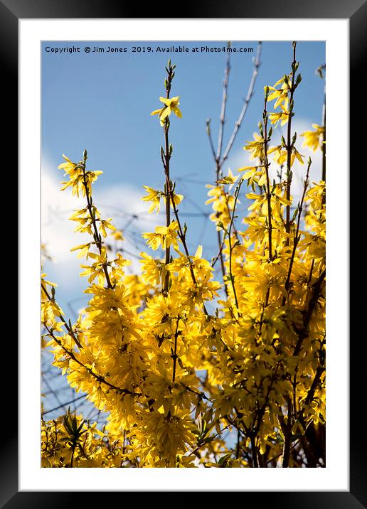 Forsythia under a blue sky and white clouds Framed Mounted Print by Jim Jones