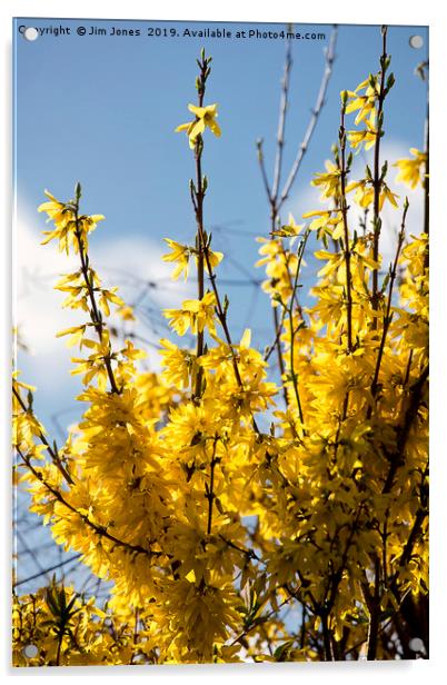 Forsythia under a blue sky and white clouds Acrylic by Jim Jones
