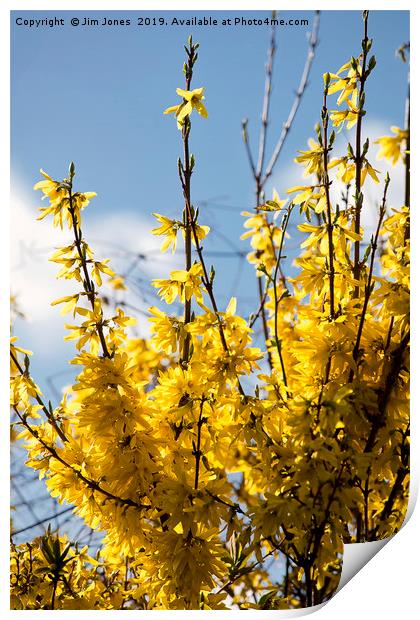 Forsythia under a blue sky and white clouds Print by Jim Jones