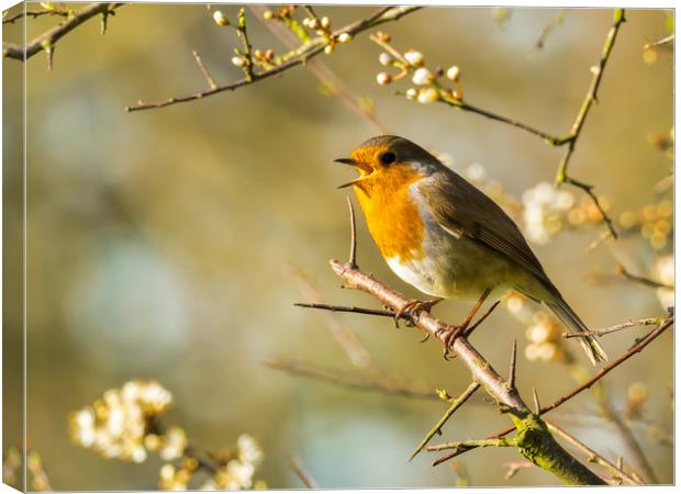 Robin and a Spring Song Canvas Print by Colin Allen