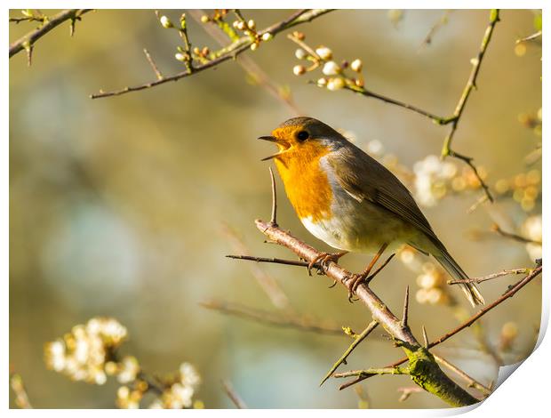 Robin and a Spring Song Print by Colin Allen