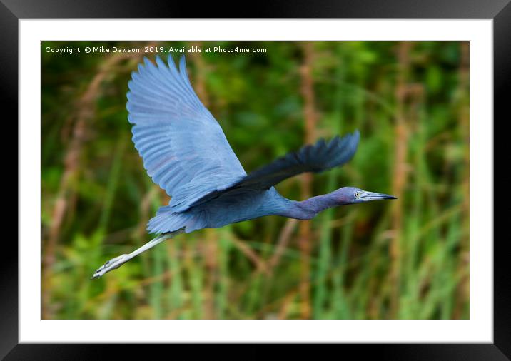 Tricolored Heron Flight Framed Mounted Print by Mike Dawson