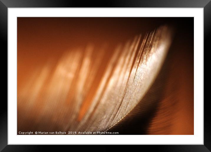 Brown feather macro close-up Framed Mounted Print by Marian van Bolhuis