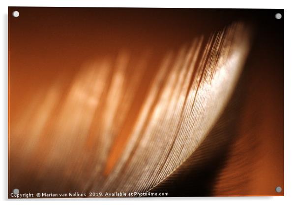 Brown feather macro close-up Acrylic by Marian van Bolhuis