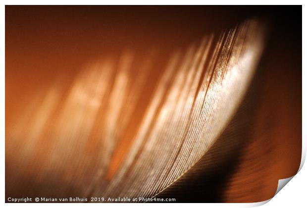 Brown feather macro close-up Print by Marian van Bolhuis