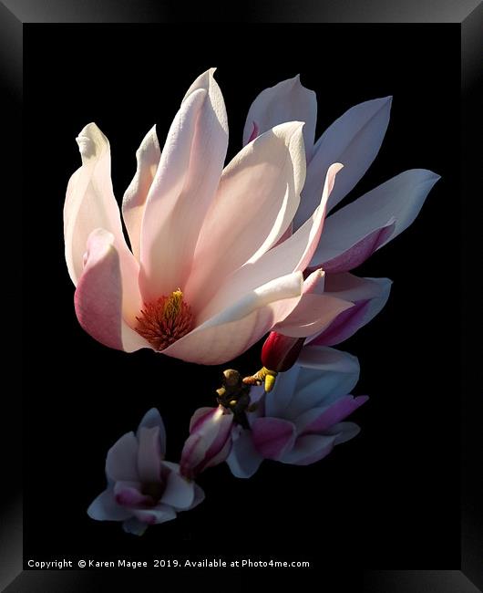 Magnolia Bloom in the Late Afternoon Sun Framed Print by Karen Magee