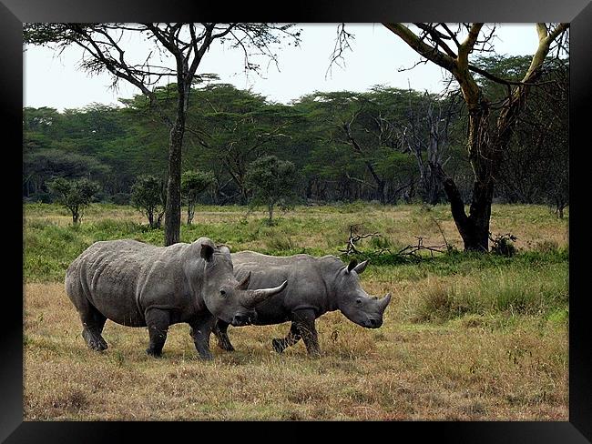 Rhinos near Lake Nakuru Framed Print by Jacqi Elmslie