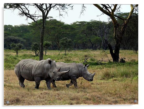 Rhinos near Lake Nakuru Acrylic by Jacqi Elmslie