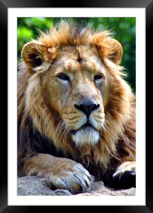 Asiatic Lion panthera leo persica big cat male Framed Mounted Print by Andy Evans Photos
