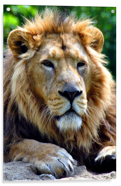 Asiatic Lion panthera leo persica big cat male Acrylic by Andy Evans Photos