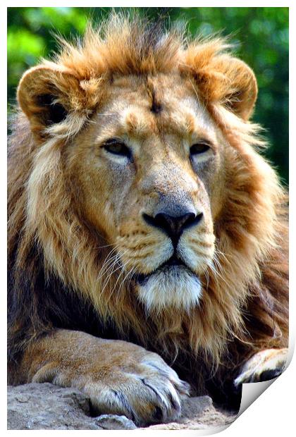 Asiatic Lion panthera leo persica big cat male Print by Andy Evans Photos