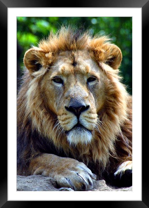 Asiatic Lion panthera leo persica big cat male Framed Mounted Print by Andy Evans Photos