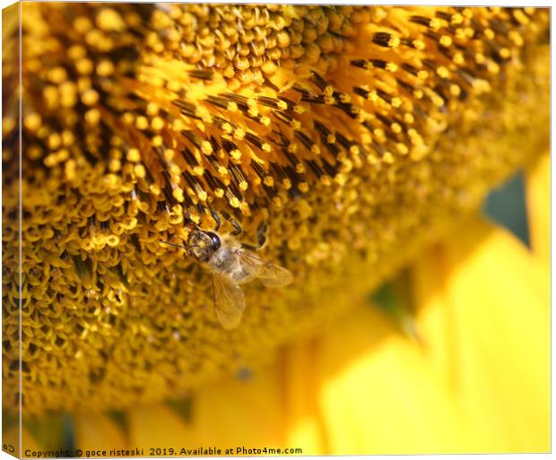 bee on sunflower macro shot Canvas Print by goce risteski