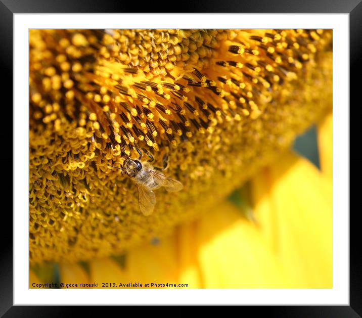 bee on sunflower macro shot Framed Mounted Print by goce risteski