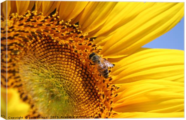 bright yellow sunflower and bee Canvas Print by goce risteski