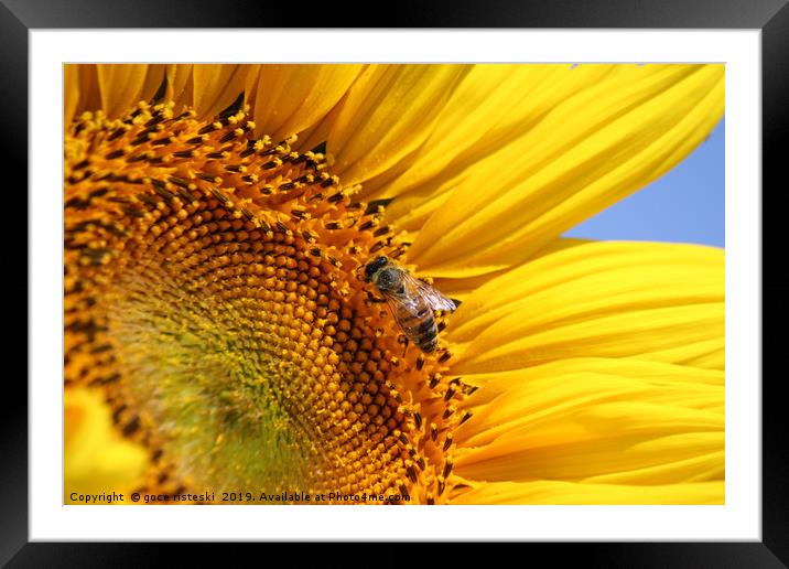 bright yellow sunflower and bee Framed Mounted Print by goce risteski