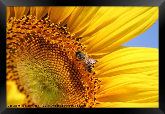 bright yellow sunflower and bee Framed Print by goce risteski