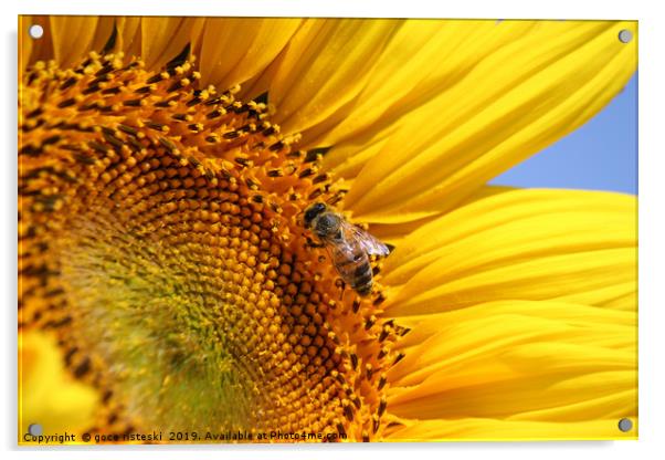bright yellow sunflower and bee Acrylic by goce risteski