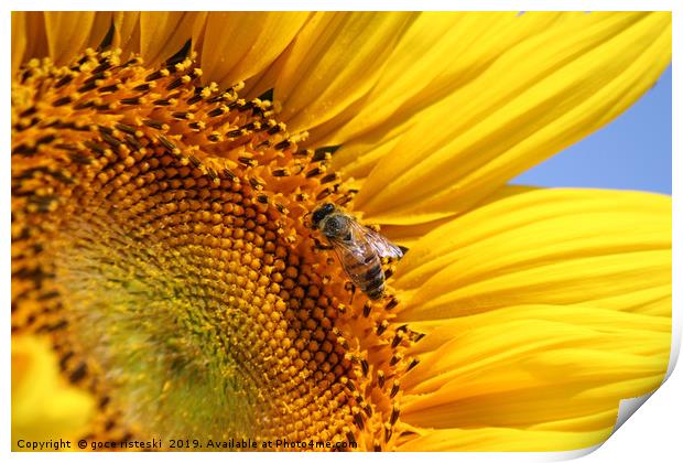 bright yellow sunflower and bee Print by goce risteski