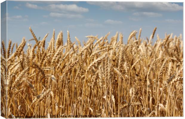 golden wheat and blue sky summer scene Canvas Print by goce risteski