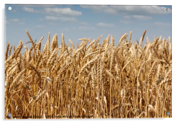 golden wheat and blue sky summer scene Acrylic by goce risteski
