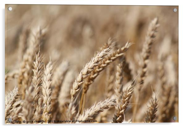 golden wheat summer scene Acrylic by goce risteski
