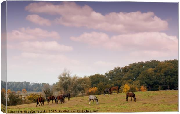 horses in pasture autumn scene Canvas Print by goce risteski