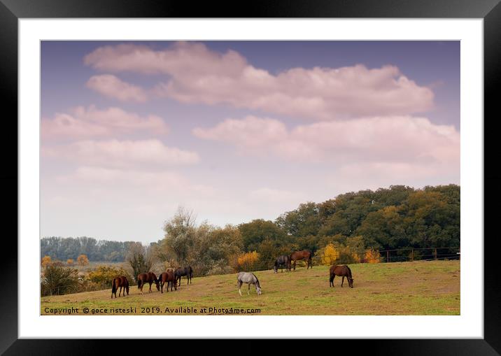 horses in pasture autumn scene Framed Mounted Print by goce risteski
