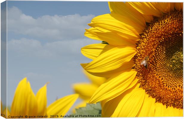 summer scene sunflowers and bee Canvas Print by goce risteski