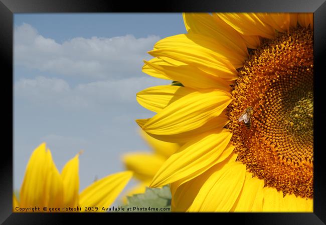 summer scene sunflowers and bee Framed Print by goce risteski