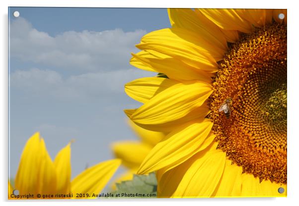summer scene sunflowers and bee Acrylic by goce risteski