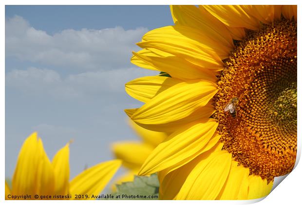 summer scene sunflowers and bee Print by goce risteski