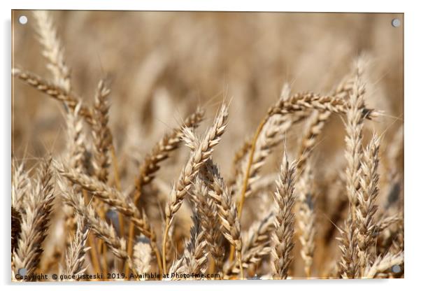golden wheat close up summer scene Acrylic by goce risteski