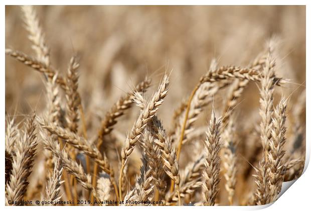 golden wheat close up summer scene Print by goce risteski
