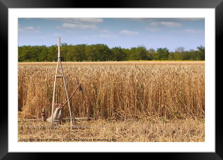 wheat field with old wooden rake Framed Mounted Print by goce risteski