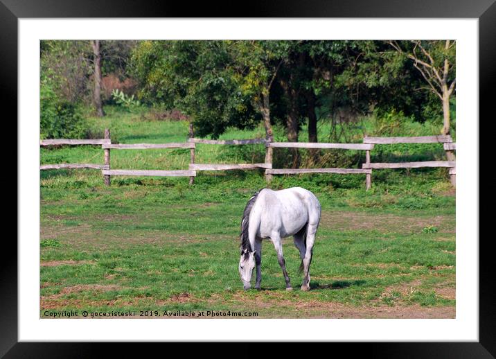 white horse on pasture Framed Mounted Print by goce risteski