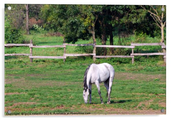 white horse on pasture Acrylic by goce risteski