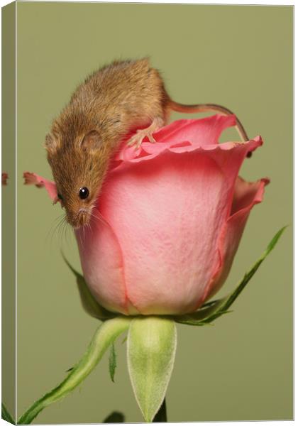 Mothers day rose Canvas Print by JC studios LRPS ARPS